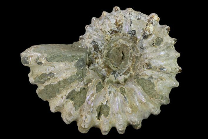 Bumpy Ammonite (Douvilleiceras) Fossil - Madagascar #134159